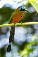 A Trinidad Motmot perching on a branch in the rainforest.