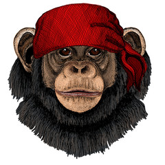 Chimpanzee, chimp portrait. Monkey face. Ape head. Bandana. Pirate. Motorcycle.