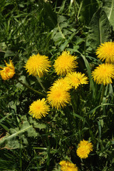 Dandelion in the green grass. Yellow flower in the Park.