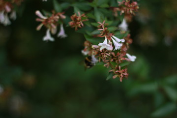 Blume, flower, floral, Nahaufnahme, Botanik