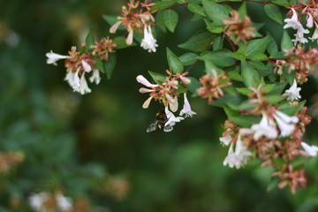 Blume, flower, floral, Nahaufnahme, Botanik