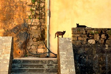 Pareja de gatos en Kotor