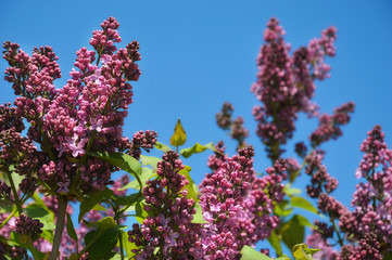 Blooming lilac against the blue sky. spring nature in the Park. lilac flowers.