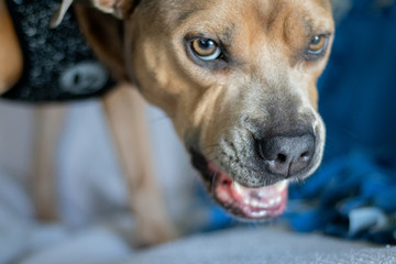Angry Pitbull or Growling Dog