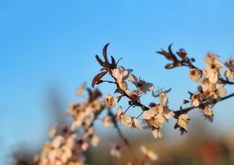 flowering branches of plums or cherries in spring.