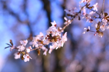 flowering branches of plums or cherries in spring.
