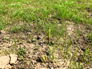 baby green grass in spring