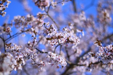 flowering branches of plums or cherries in spring.