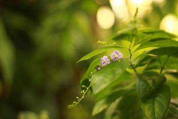 pflanze, baum, Blatt, Nahaufnahme, Natur