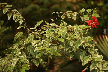 pflanze, baum, Blatt, Nahaufnahme, Natur