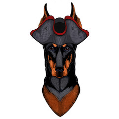 Dog, doberman. Portait of animal. Cocked hat. © helen_f