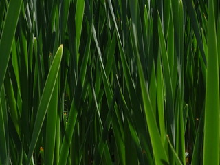 Schilfgras in der Sonne