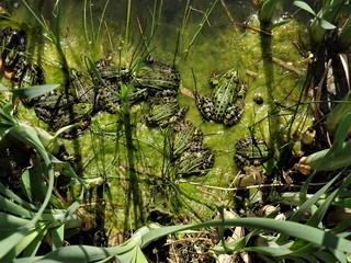 Krötenhaufen auf Algenteppich im Teich