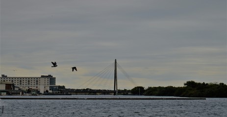 sunset over the bridge with birds 
