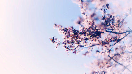 flowering branches of plums or cherries in spring.