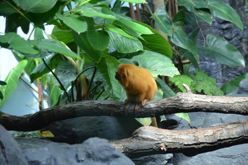 Golden lion tamarin (Leontopithecus rosalia)