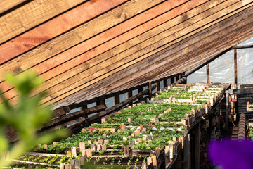 nursery full with boxes of tiny seedlings of flowers, salads, herbs and vegetables