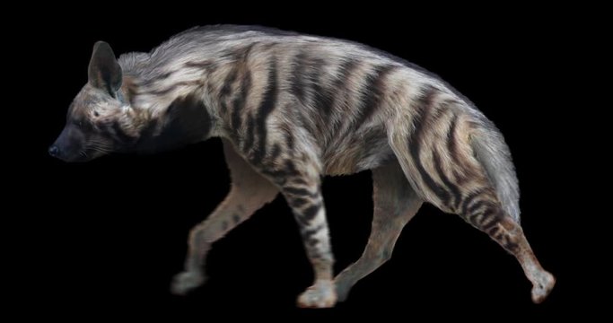 Striped Hyena cyclical walking realistic animation. Isolated animal video including alpha channel allows to add background in post-production. Element for visual effects.