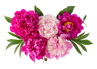 Peony flower heads isolated on white. Beautiful  bouquet of  pink peonies.  Close up, top view.