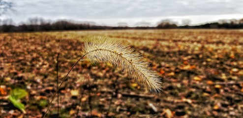 A wheat field in autumn.