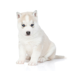 White puppy of husky breed lies and looks at the camera. Isolated on a white background