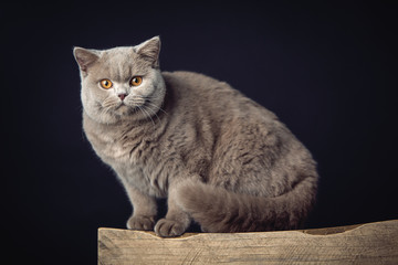 A Beautiful British shorthair cat posing in the studio