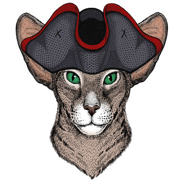 Oriental shorthair cat head. Portrait of animal. Cocked hat.