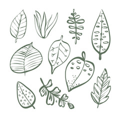Set of different plant leaves linear outline