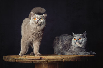 Two Beautiful British shorthair cats posing in the studio