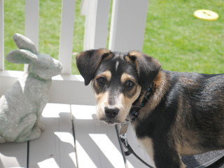 jack russell terrier mix looking at camera