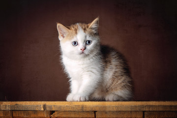 A Beautiful British shorthair kitten posing in the studio