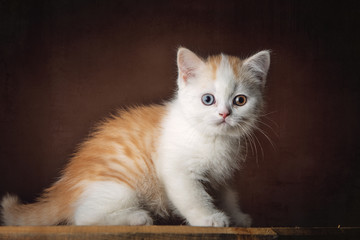 A Beautiful British shorthair kitten posing in the studio