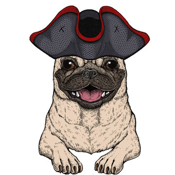 Pug. Cute animal portrait. Dog head. Cocked hat.