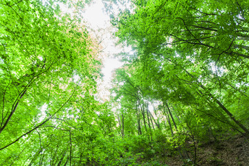 Fototapeta na wymiar Spring green forest , view up, beautiful nature landscape.