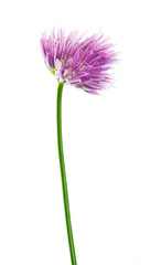 Blossoming chives (Allium schoenoprasum or garlic chives) isolated on a white background. Photo of traditional herbs used in the kitchen. Detail of blossom in high definition.