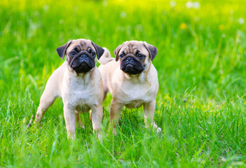 Two pug puppies stand in the park on green grass and look in different directions