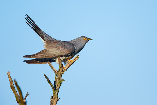 Common cuckoo (Cuculus canorus) A bird that parasitizes the nests of other birds. Cuckoo sitting on a dry tree.