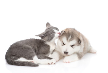 A little puppy of a Malamute breed dog lies next to a gray-white kitten that licks the puppy's ear. Isolated on a white background