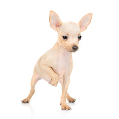 White puppy of toy terrier breed stands with one paw up. Isolated on a white background