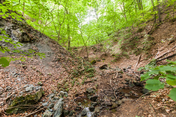 Adventure on spring day in nature, exploring forest