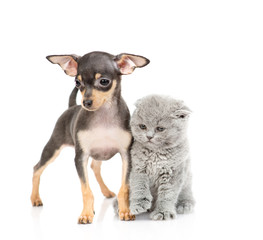 A black-red puppy of toy terrier breed stands next to a kitten by a Scotsman. Isolated on a white background