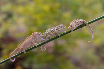 baby chameleon