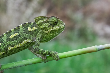 chameleon on a branch