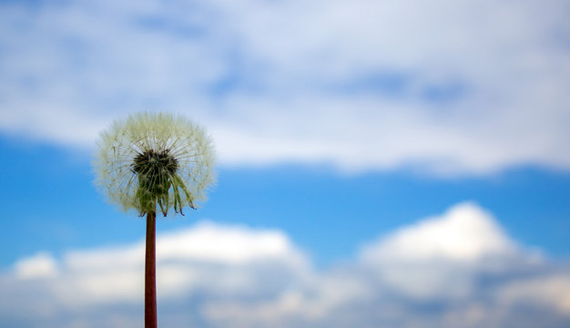 White dandelion against the blue sky. Peaceful nature. Beautiful background. Concept image.