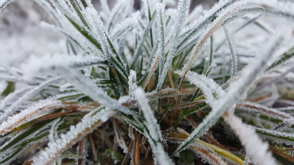 frozen grass in the snow