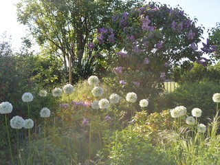 White allium in the park 