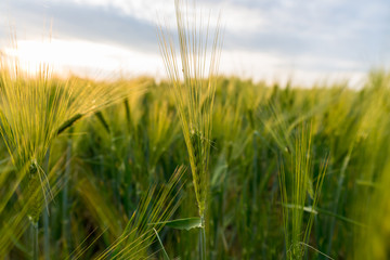Barley grain field in a golden sunset