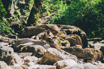 Obraz premium Dog in the woods on the stones