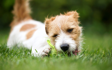 Naughty playful jack russell terrier dog puppy chewing a tennis ball in the grass