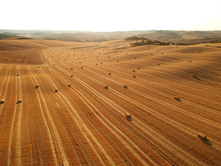 Fototapeta premium Summer italian landscape with a wheat field of ripe, and hills and dales in the background. Panorama view of Tuscany in Italy
